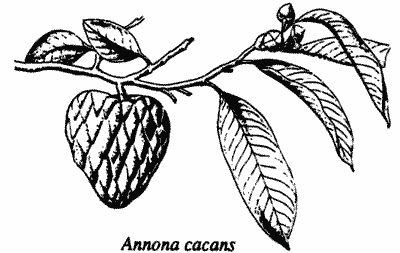 Annona cacans