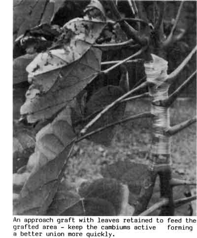 Photo of an approach graft with leaves retained.