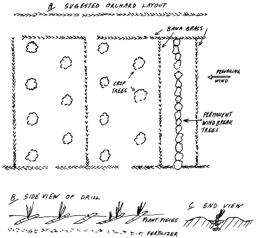Diagram of layout of windbreaks