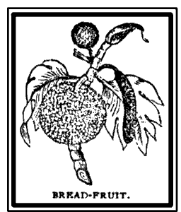 Drawing of Breadfruit