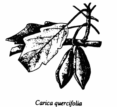Carica quercifolia