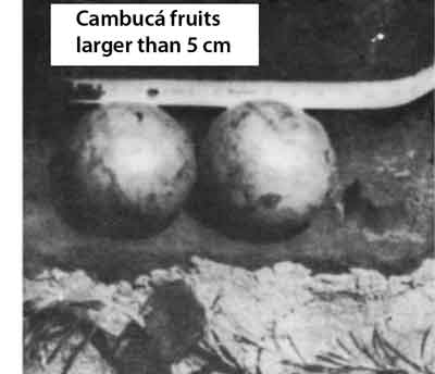 Photo of 2 large cambuca fruits.