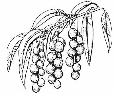 Sketch of Capuli Cherry twig with leaves and fruits.