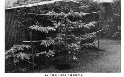 Photo of espaliered carambola tree.