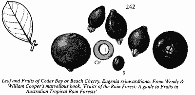 Illustrations of the leaf and fruits of Cedar Bay Cherry.