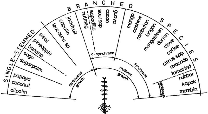 Chart of growth rhythms and branching habits.