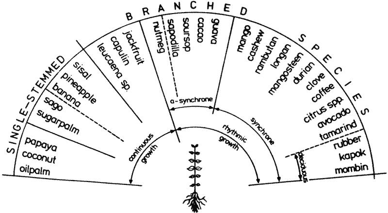 Fruit Classification Chart