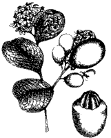 Drawing of Cocoplum