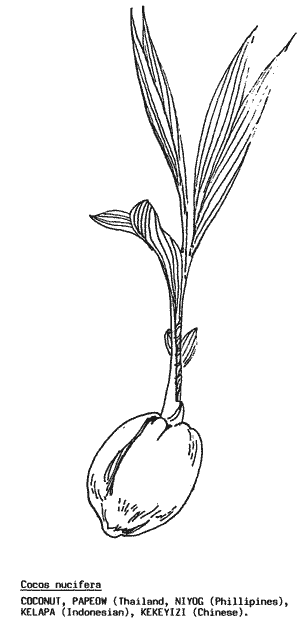 Drawing of sprouting coconut.