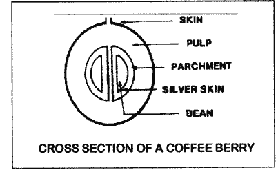Sketch of cross-section of a coffee bean.