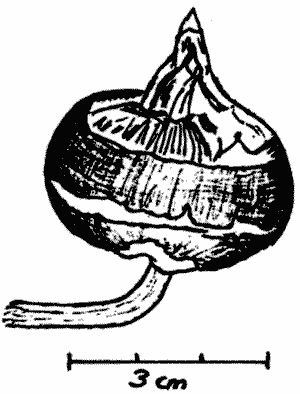 Sketch of water chestnut corm