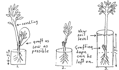 Sketch of grafted tree being repotted.