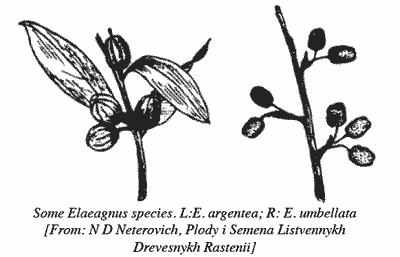 Drawing of some Elaeagnus species.