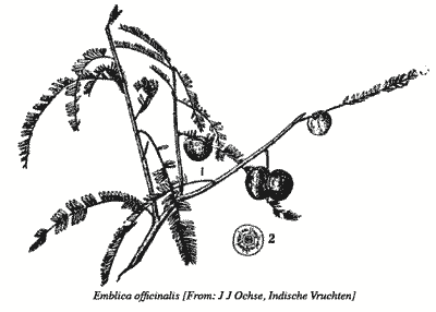 Drawing of Emblica officinalis.