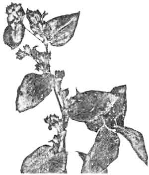Sketch of Colocasia esculenta