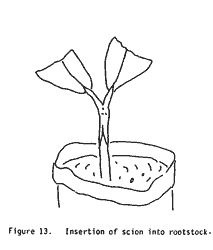 Drawing, insertion of scion into rootstock