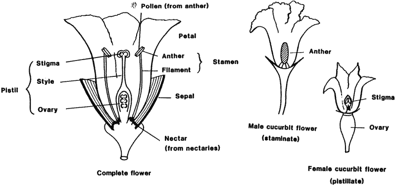 Drawings of parts of flowers