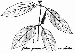 Sketch of Gnetum gnemon