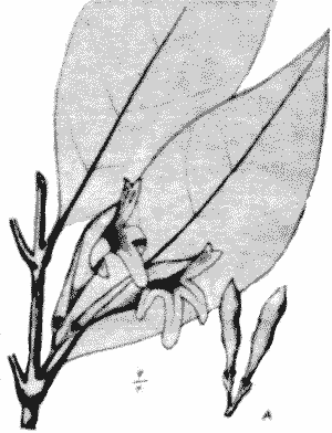 Sketch of Graptophyllum pictum