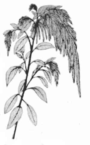 Sketch of Amaranthus caudatus