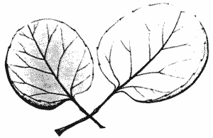 Sketch of Polyscias scutellifera