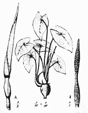 Sketch of Colocasia esculenta
