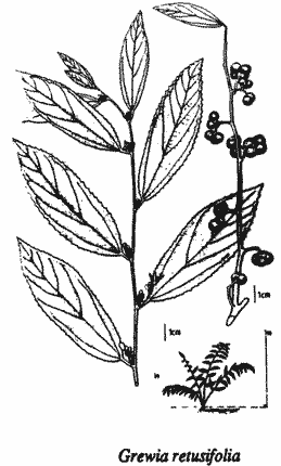 Sketch of Grewia retusifolia.