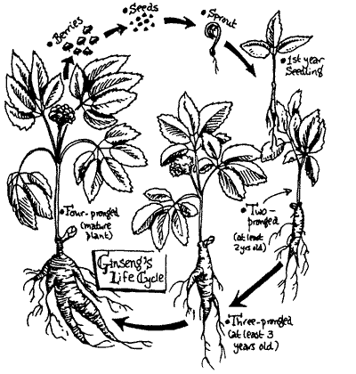 Sketch of the Ginseng Life Cycle.