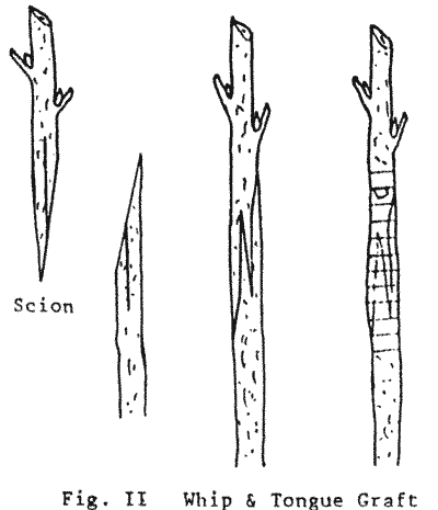 Sketch of Whip and Tongue Graft.