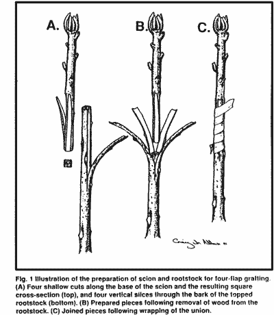 Diagrams of 4-flap grafting.