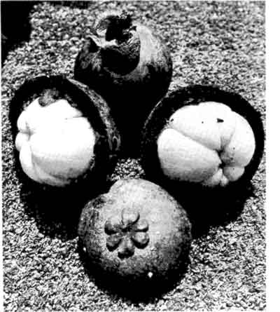 Photo of mangosteens, some cut open.