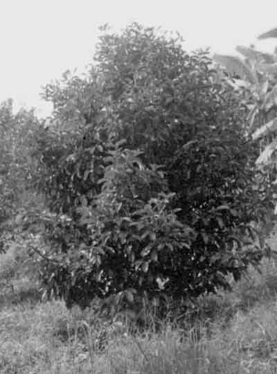 10-Year-Old Mangosteen Tree