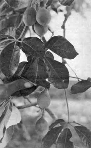 Photo of leaves and fruit of Manketti