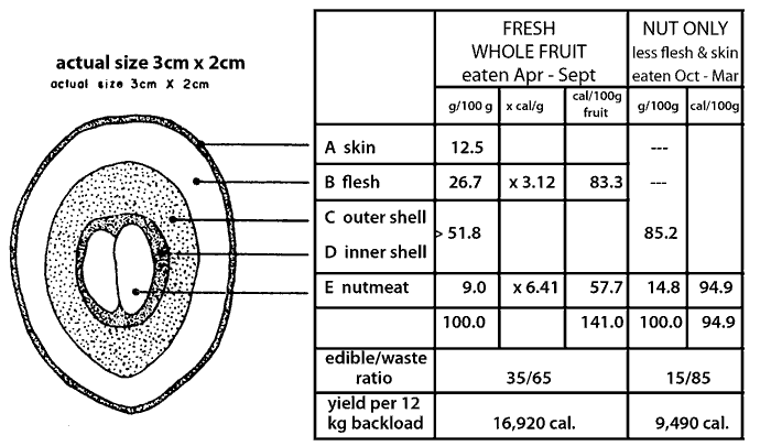 Drawing of Mongongo fruit with analysis of food value.