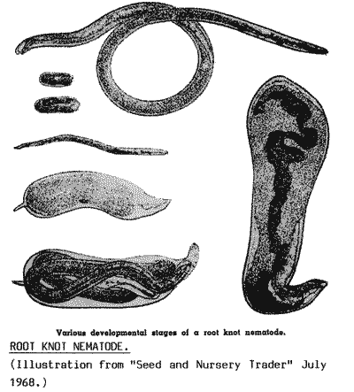 Illustration of the life cycle of root knot nematodes.