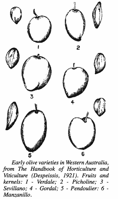 Sketches of various olive cultivars and their seeds.
