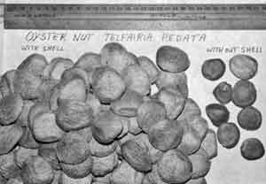 Photo of Oyster Nuts