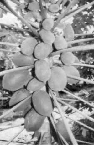 Photo of fruits of a female tree
