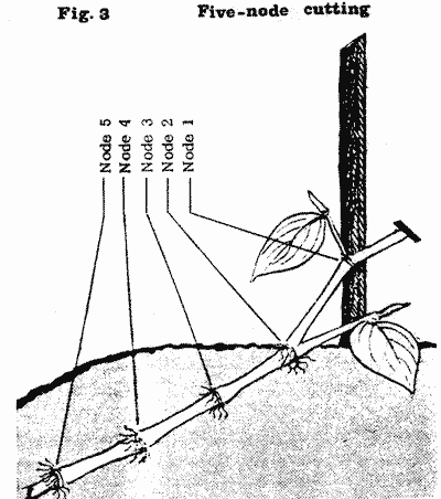 Drawing of a 5-node pepper cutting.