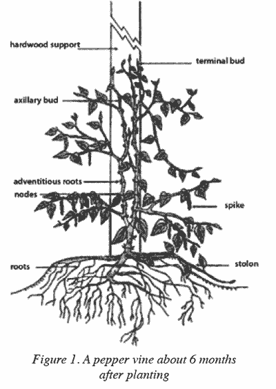 Sketch of a pepper plant.