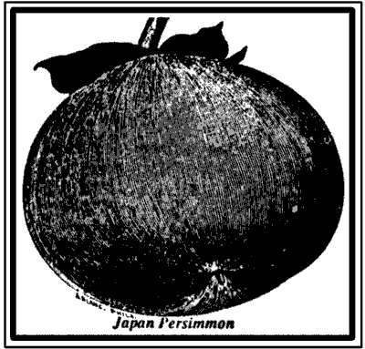 Drawing of Persimmon