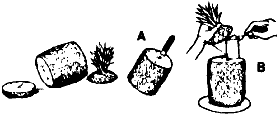 Diagrams of a more decorative way to prepare a pineapple
