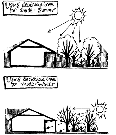 Two drawings showing how deciduous trees provide sun and shade to a building.