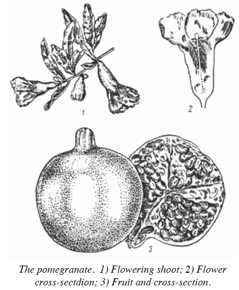 Sketches of pomegranate fruit and flowers.
