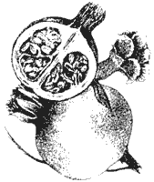 Drawing of Pomegranate