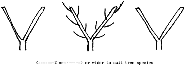 Drawing of pruned tree shape.