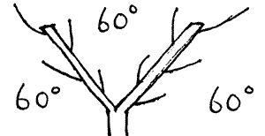 Drawing of angles of pruned tree shape.