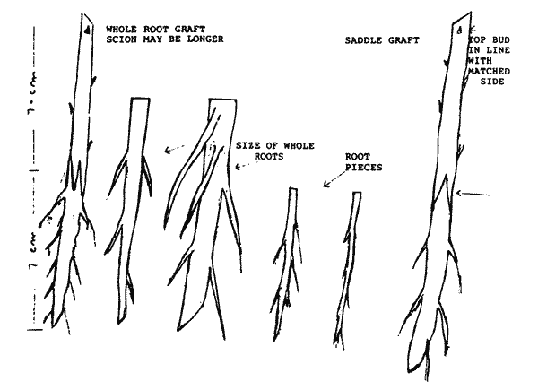 Sketch of roots for grafting.