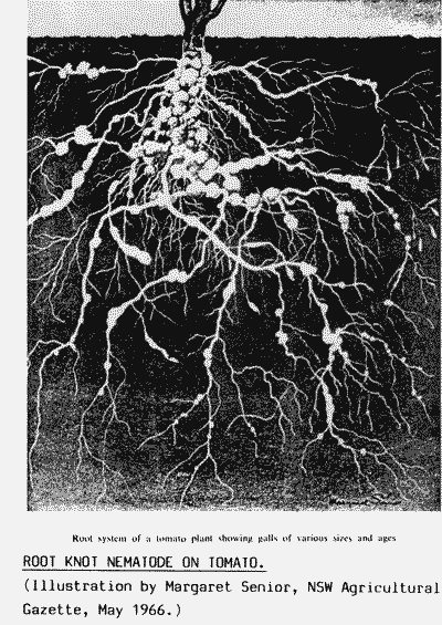 Illustration of the root system of a tomato plant infested with root knot nematodes.