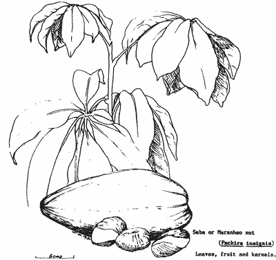 Drawing of the leaves and fruit of Saba Nut.